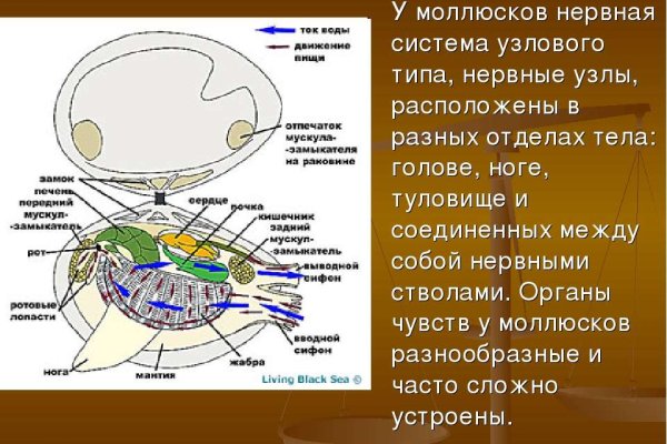 Kraken зеркало рабочее